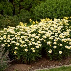 Amazing Daisies® ‘Banana Cream II’ Shasta Daisy -Lanscapes Store leucanthemum amazing daisies banana cream ii 3