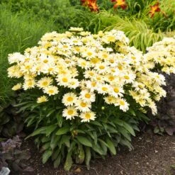 Amazing Daisies® ‘Banana Cream II’ Shasta Daisy -Lanscapes Store leucanthemum amazing daisies banana cream ii gal