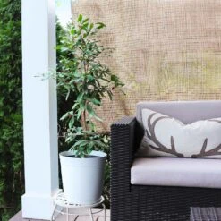 Miracle Berry Plant -Lanscapes Store mIRACLE bERRY 4 FGT