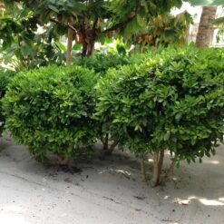 Miracle Berry Plant -Lanscapes Store mIRACLE bERRY 6