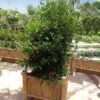 Miracle Berry Plant -Lanscapes Store mIRACLE bERRY FGT