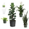 New Apartment House Plant Kit -Lanscapes Store new apartment 600x600 69fe138b a539 4040 9046 311493f7657f