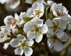 Olympic Giant Asian Pear Tree 9 Olympic Giant Asian Pear Tree -Lanscapes Store olympic pear 450 1