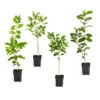 Citrus Tree Variety Kit -Lanscapes Store pkg 1 Mey Persian Lime Calomon Navel 1 2 1QT 600x600 508a9d8f 9614 4768 bd25 466123650312