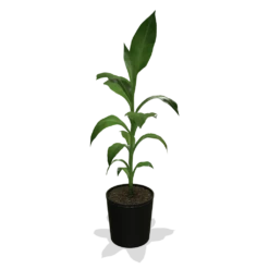 Cold Hardy Banana Tree -Lanscapes Store products 0759c65d 800b 498b b0a2 d9fb8d8c790e