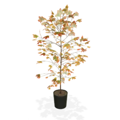 Autumn Blaze® Red Maple Tree -Lanscapes Store products 5f8d8f31 87b0 4c0c bdb7 89dc64fd77ef