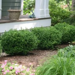 Sprinter® Boxwood Shrub -Lanscapes Store sprinter boxwood 1 FGT