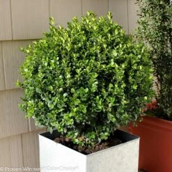 Sprinter® Boxwood Shrub -Lanscapes Store sprinter boxwood 2 FGT