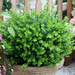 Sprinter® Boxwood Shrub -Lanscapes Store sprinter boxwood 3