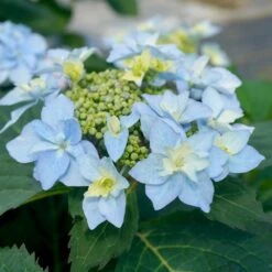 Tuff Stuff Ah-Ha® Hydrangea Shrub -Lanscapes Store tuff stuff ah ha hydrangea 3