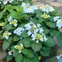 Tuff Stuff Ah-Ha® Hydrangea Shrub -Lanscapes Store tuff stuff ah ha hydrangea 4