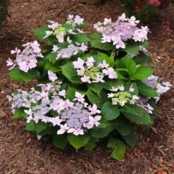 Tuff Stuff Ah-Ha® Hydrangea Shrub -Lanscapes Store tuff stuff ah ha hydrangea 7 FGT
