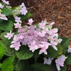 Tuff Stuff Ah-Ha® Hydrangea Shrub -Lanscapes Store tuff stuff ah ha hydrangea 8