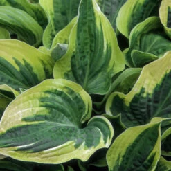 Wide Brim Hosta -Lanscapes Store wide brim hosta 1