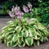 Wide Brim Hosta -Lanscapes Store wide brim hosta 600x600 82c20dde 9a78 443b 8c87 1eab0aa78f7c