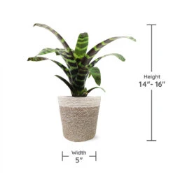 Zebra Plant In Decorative Pot -Lanscapes Store zebra jute 1