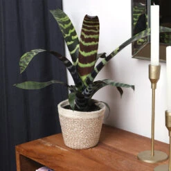 Zebra Plant In Decorative Pot -Lanscapes Store zebra jute 4