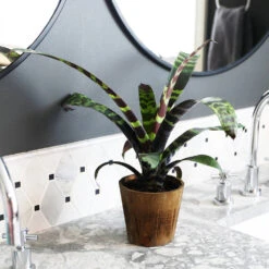 Zebra Plant In Decorative Pot -Lanscapes Store zebra wood 1
