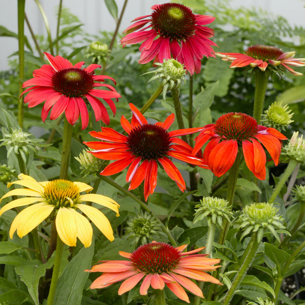 Lanscapes Store -Lanscapes Store Cheyenne SPirit Coneflower 3