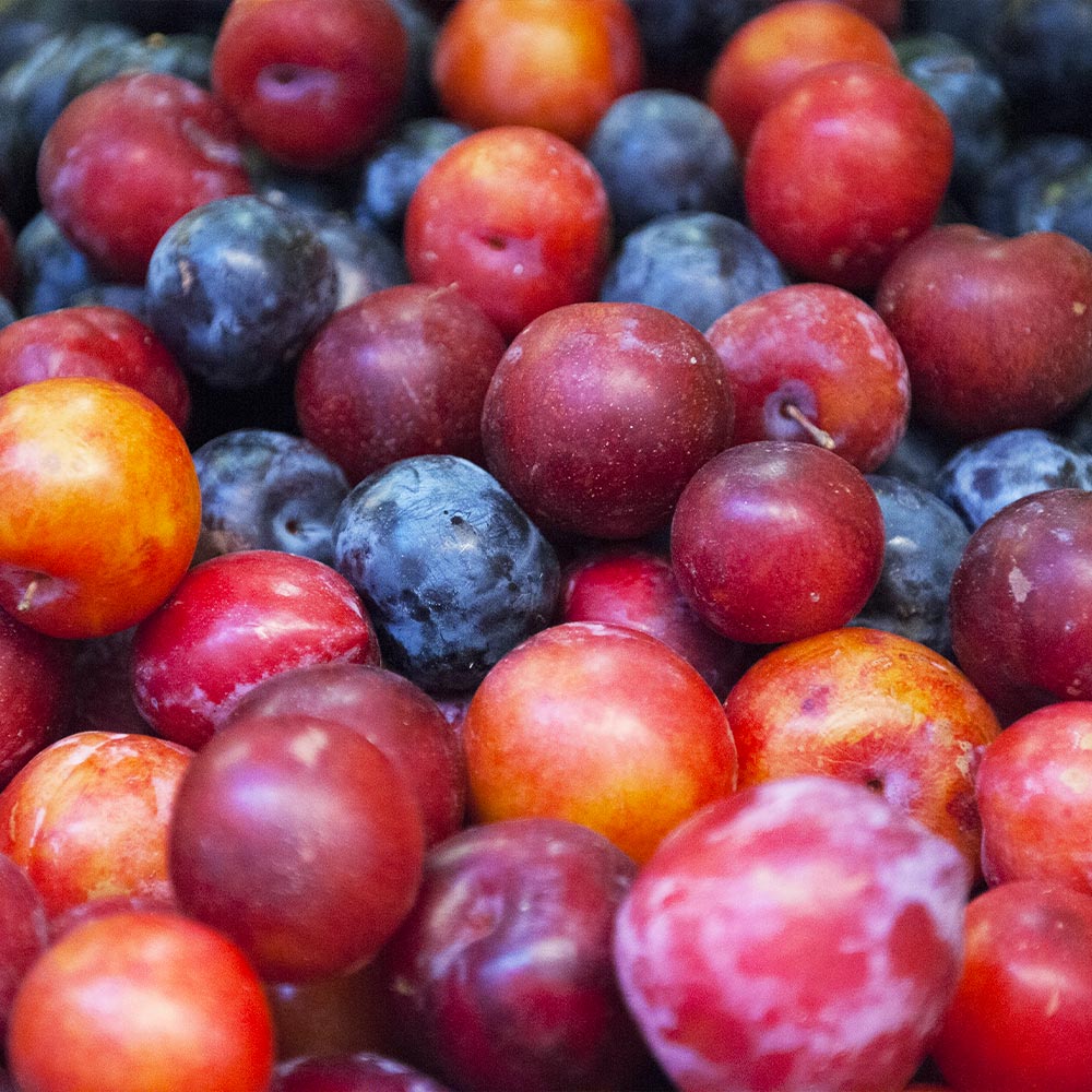 Lanscapes Store -Lanscapes Store Plum Surprise BB